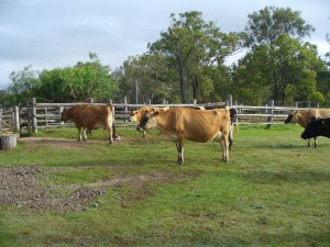 Down on the Farm